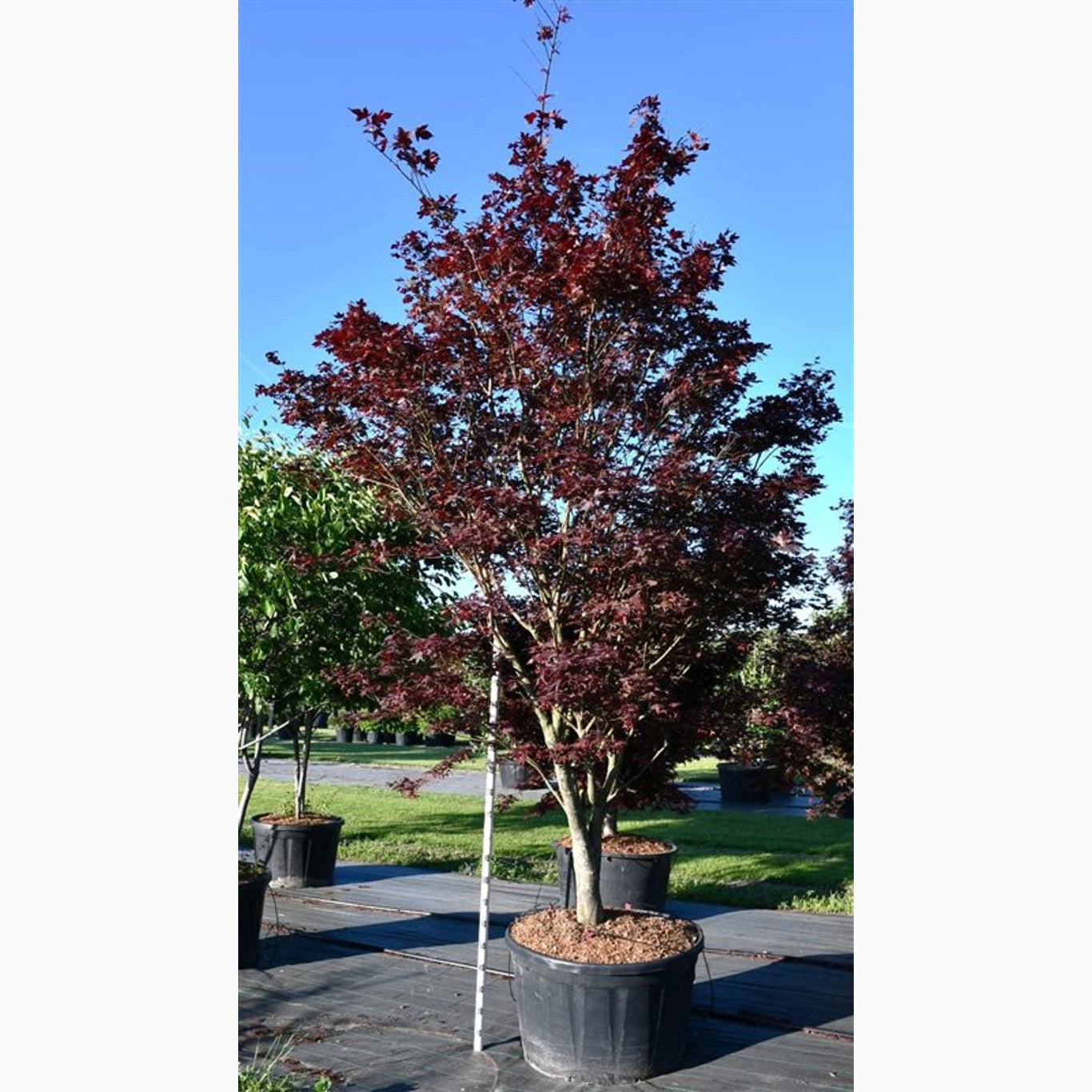 Japansk lönn – Acer pal. 'Bloodgood' - C250 300-350 CM